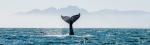 Badacze przeprowadzili analizę struktury i ruch płetw ogonowych wielorybów i uznali, że wzorowane na nim rozwiązanie można wykorzystać do napędu statków