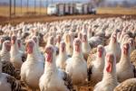 Wielkie stada ptaków hodowlanych padły ofiarą nowej fali zachorowań na ptasią grypę