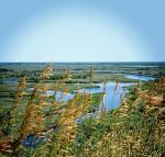 Porośnięte trzciną równiny zalewowe rzeki Worskli, widok współczesny