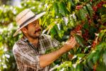 Światowa Organizacja Kawy spodziewa się spadku eksportu z Wietnamu i Brazylii