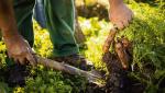 Żywność organiczna ma być lepsza dla zdrowia, w porównaniu z konwencjonalną, dzięki niższym stężeniom pestycydów oraz wyższym stężeniom witamin, minerałów i substancji prozdrowotnych o działaniu przeciwzapalnym. W rolnictwie i żywności ekologicznej mało co jest jednak naprawdę takie, jakim się je marketingowo przedstawia