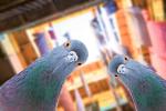 pigeons look down at the camera against the backdrop of city streets, funny