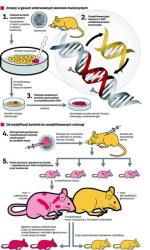 Podstawą procedury stworzenia myszy z wybitym genem jest modyfikacja DNA w mysiej zarodkowej komórce macierzystej. Takie komórki później wszczepia się do zarodków, które trafiają do matki zastępczej. Po urodzeniu zwierzęta z mieszaniną genów oryginalnych i zaprojektowanych przez naukowców krzyżują się z normalnymi. Część ich potomstwa ma właśnie wybity gen, który naukowcy chcieli wyłączyć. W ten sposób można ocenić skutki działania genów i ich wpływ na rozwój i zdrowie myszy. Skonstruowano już ok. 500 zwierzęcych modeli ludzkich chorób uwarunkowanych genetycznie.
