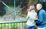 Goście zoo przez pół roku nie będą mogli oglądać lampartów 