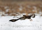 <Myszołów zwyczajny, Buteo buteo. Długość ciała 50 – 60 cm, rozpiętość skrzydeł 120 – 140 cm, waga do 1,2 kg. Chroniony, podobnie jak jego większy krewniak myszołów włochaty – Buteo lagopus