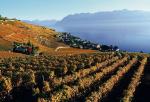 Winnice ciągną się nad brzegiem jeziora od Lozanny do Montreux