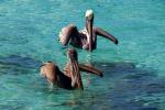Nad wodą spotkać możemy sympatyczne pelikany