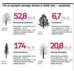 Ile za wycięcie cennego drzewa w 2008 roku — przykład