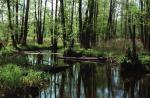 Tam, gdzie po dwóch tysiącach lat rodziło się państwo Polan, szumiały puszcze