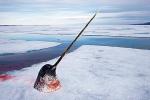Arktyczna kość słoniowa - polowania na narwale; fot. Paul Nicklen (Kanada) dla National Geographic. II nagroda w kategorii „Środowisko naturalne – reportaż”