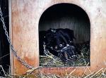 Rottweiler jest teraz na obserwacji w schronisku dla zwierząt w Wołominie