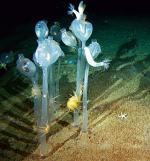 Wysokie na metr osłonice znaleziono na głębokości 220 metrów pod powierzchnią