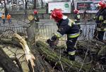 We Wrocławiu wiatr powalił drzewo i oberwał trakcję elektryczną na jednym ze skrzyżowań 