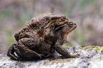 Ropucha szara, Bufo bufo. Długość ciała do 20 cm. Chroniona