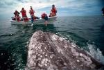 Obserwowanie wieloryba szarego. Zatoka Magdaleny, Meksyk