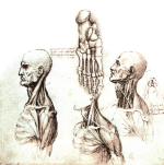 Fragment studium anatomicznego Leonarda: mięśnie i kości