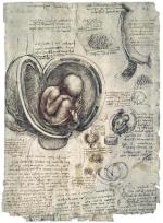 Studium anatomiczne Leonarda: embrion w łonie