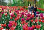 Tulipany nazywane są „kwiatami, które nigdy nie śpią”, bo wymagają pracy przez okrągły rok