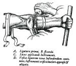 Pobieranie krwi, rycina z „Exercitatio anatomica de motu cordis et sanguinis in animalibus” Williama Harveya