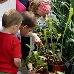 Podczas wystawy w Ogrodzie Botanicznym największym powodzeniem cieszyły się rośliny, które pożerają muchy, komary i mole 