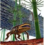 Wymarły 290 mln lat temu płaz  miał czaszkę żaby i ogon salamandry