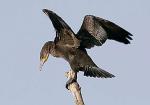 Kormoran, Phalacrocorax carbo. Długość ciała 80 – 100 cm, rozpiętość skrzydeł 130 – 160 cm, waga 1,8 – 2,8 kg. Częściowo chroniony