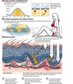 Nadmiar promieni naraża naszą skórę na ryzyko rozwoju raka