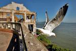 Do Alcatraz przyciąga turystów legendarne więzienie oraz niezwykłe walory przyrodnicze