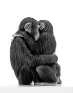 Małpy przytulaniem podtrzymują współbraci na duchu