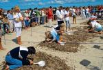 Najlepsi poławiacze bursztynu na plaży w Jantarze