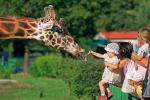 Żyrafy mieszkające w ogrodzie zoologicznym mają łatki i lubią być częstowane smakołykami. W czasie happeningu plastycznego dzieci wymyślą dla malowanych przez siebie zwierzaków kolorystykę, jakiej tylko zapragną 