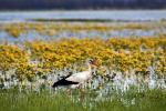 Bagna biebrzańskie to najważniejsza w Europie ostoja dzikich ptaków, nie licząc delty Dunaju 