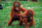 Wyspa orangutanów