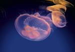 Cieplejszy klimat i brak naturalnych wrogów powodują, że meduzy rozmnażają się szybciej 