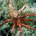 Czerwony pająk morski. To jeden z gatunków zagrożonych. Antarktyczne pająki morskie mogą mieć nawet pół metra średnicy i aż 12 nóg