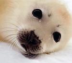 Małe foki zabijane są najczęściej między 2. a 4. tygodniem życia