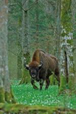 Puszcza Białowieska