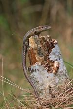 Jaszczurka zwinka, Lacerta agilis. Długość ciała około 20 cm. Jak wszystkie nasze gady, chroniona