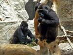 Wbrew obawom pracowników zoo goryle nawet się polubiły