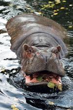 Hipopotamica ma już 46 lat. Na stare lata zostanie przeniesiona z rudery do pięciogwiazdkowego hotelu 