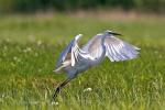 Czapla biała, Egretta alba. Długość ciała 80 – 100 cm,  rozpiętość skrzydeł 145 – 170 cm, waga do 1500 g. Chroniona