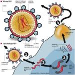 Śmiertelne zakażenie. Wirus HIV atakuje białe krwinki o nazwie CD4+. Wnika do nich, przyklejając się do receptorów białka CD4. Wprowadza własne geny do DNA opanowanej komórki. W efekcie wszystkie nowe komórki wyprodukowane przez te zarażone zawierają geny HIV. Składniki wirusa odrywają się od zaatakowanej komórki w postaci tzw. pąka – powstaje cząsteczka HIV.