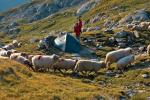 Owce wychodzące rano na hale przechodzą obok namiotów turystów nocujących pod szczytem Mircii