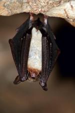 W jaskini zimuje kilka gatunków nietoperzy