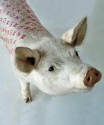 Świnia z wytatuowanym logo Vuittona (Wim Delvoye) 