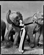 Dovima ze słoniami, Paryż 1955 