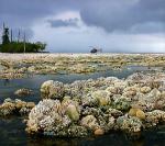 Martwa rafa koralowa, którą wyrzuciło na powierzchnię trzęsienie ziemi z września 2007 roku 