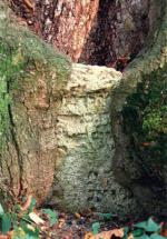 XVIII-wieczny nagrobek w Szczebrzeszynie „uratowany” przez drzewo rosnące na cmentarzu