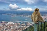 W Gibraltarze spotkamy jedyne dziko żyjące stado małp