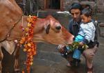 Hindusi  w Nepalu czczą  krowy, ozdabiając im szyje kwietnymi girlandami  i karmiąc przysmakami 